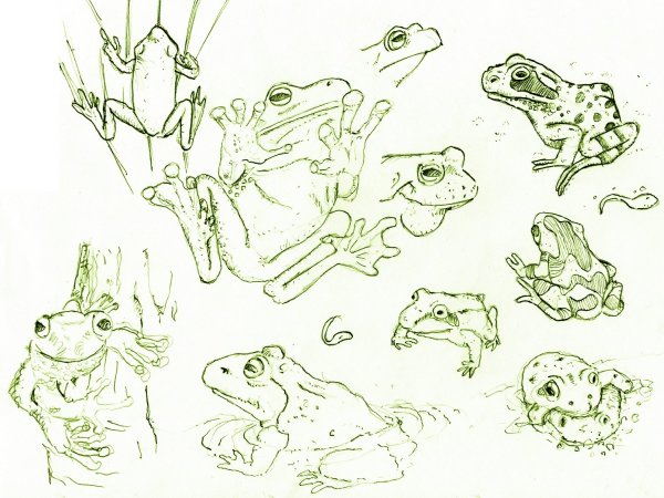 Референсы лягушек