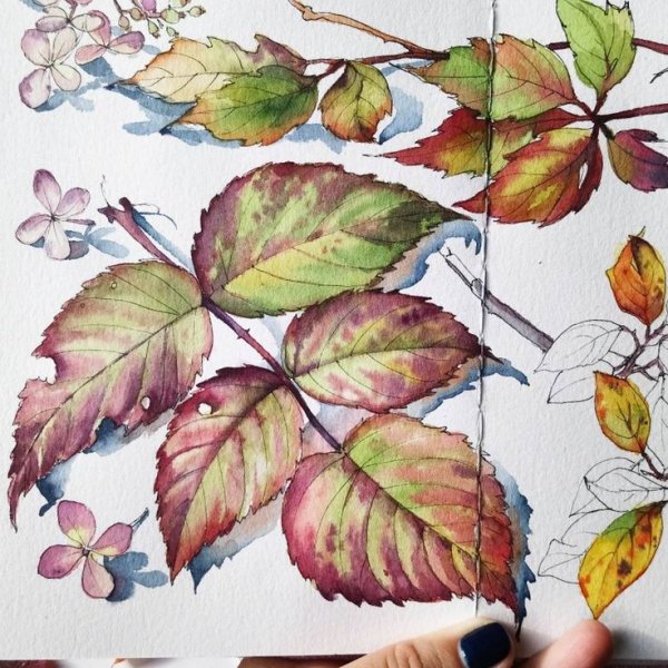 Скетч листочка акварелью