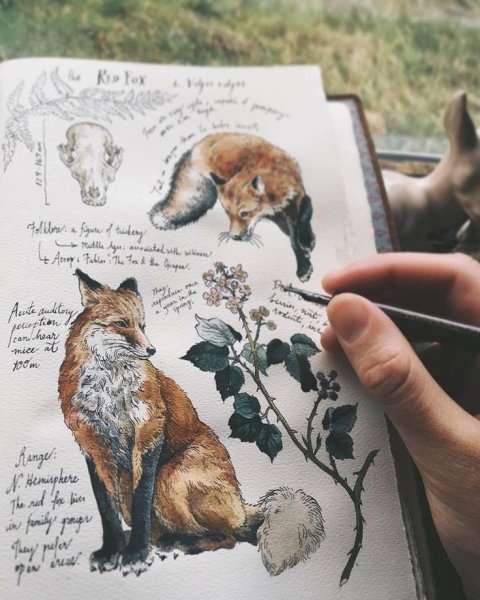 Лиса для скетчбука