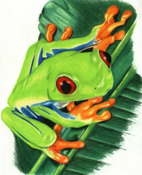 Лягушка фломастерами