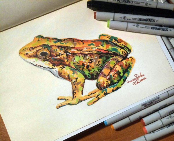 Лягушка маркерами
