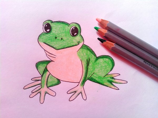 Рисунок лягушки для срисовки