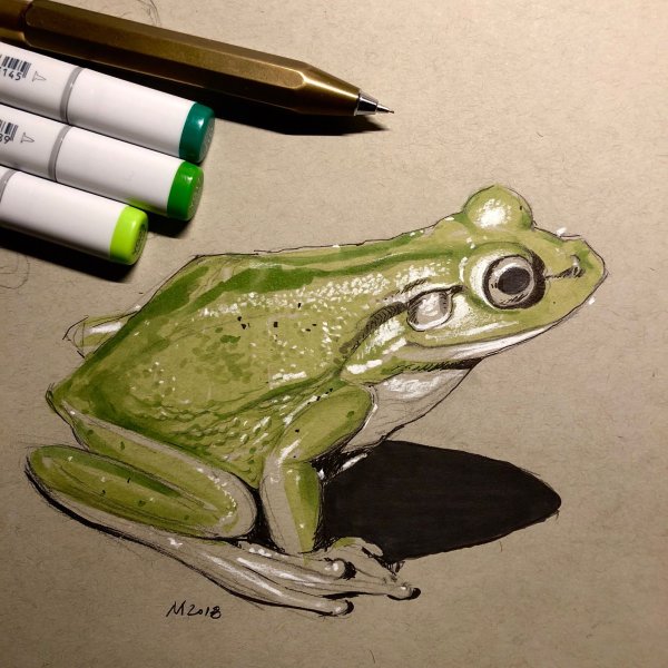Лягушка маркерами легкая