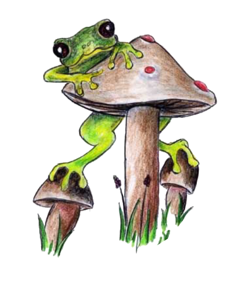 Милые рисунки лягушек для срисовки