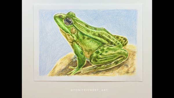 Жаба маркерами