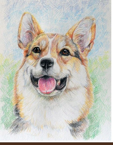 Вельш корги пемброк рисунок