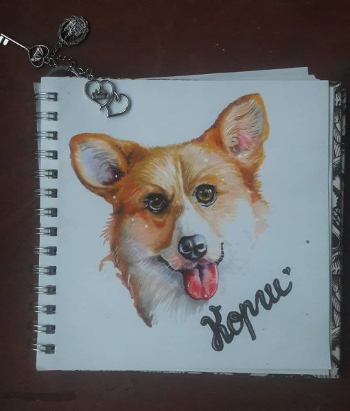 @Inky.Diary корги