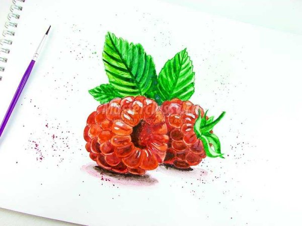 Скетчинг малина
