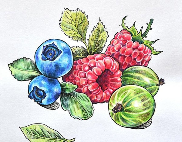 Ботаническая иллюстрация акварель