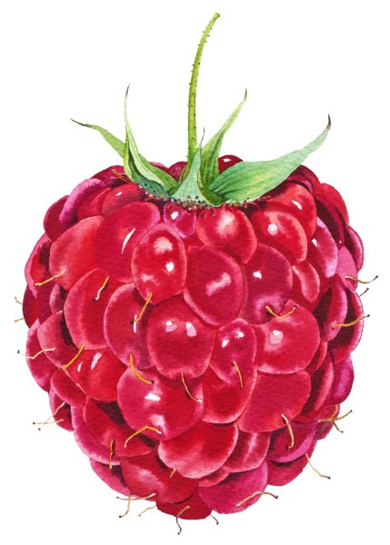 Земляника рисунок акварелью