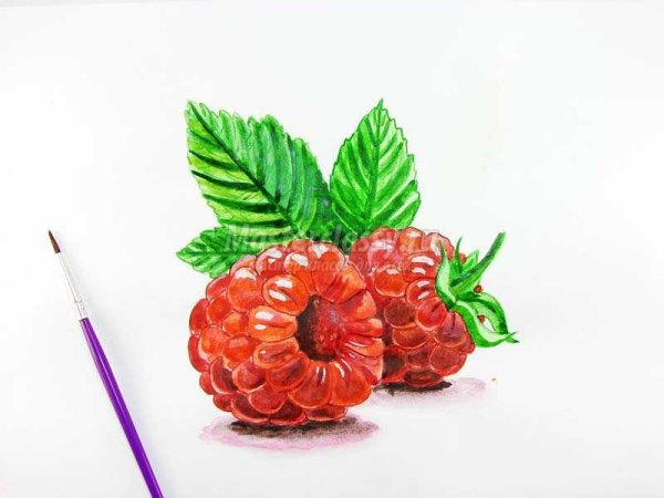 Малина набросок