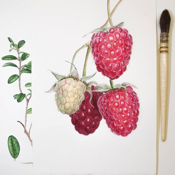 Ягоды рисунок