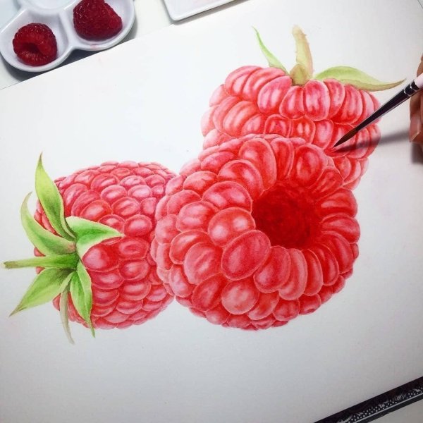Малина скетч акварель