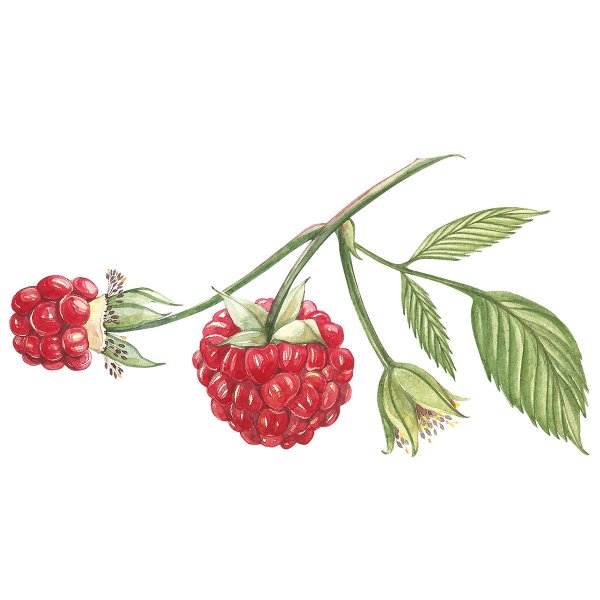 Малина скетч вектор