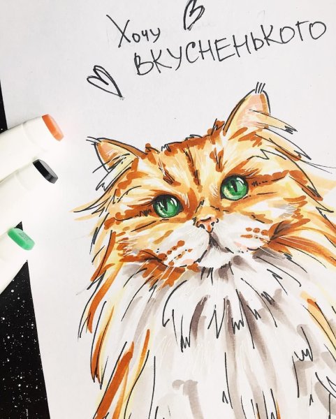 Кот маркерами