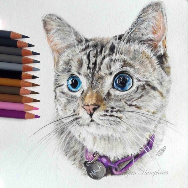 Котик маркерами