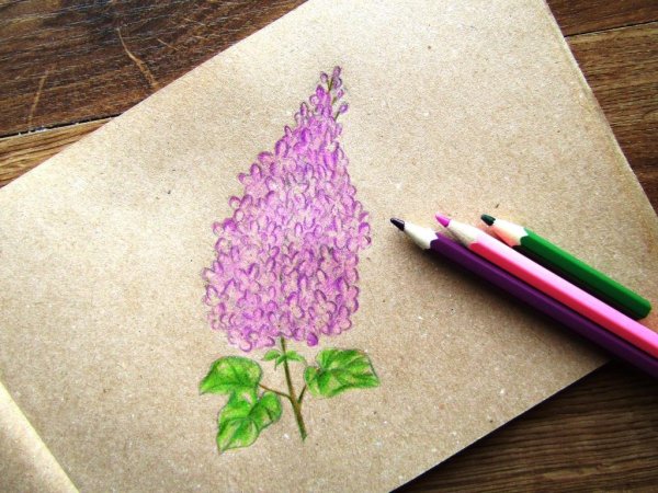 Сирень рисунок маркерами