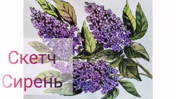 Ветвь сирени рисунок