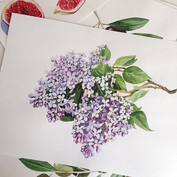 Скетчинг сирень