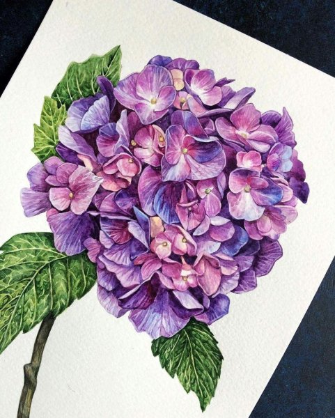 Гортензия скетч акварель