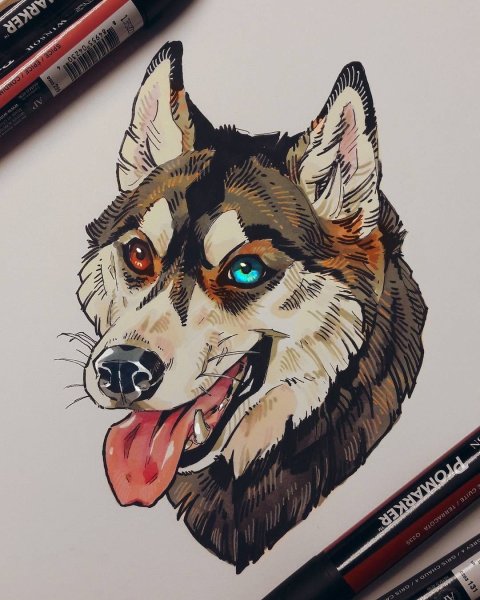 Собака фломастерами