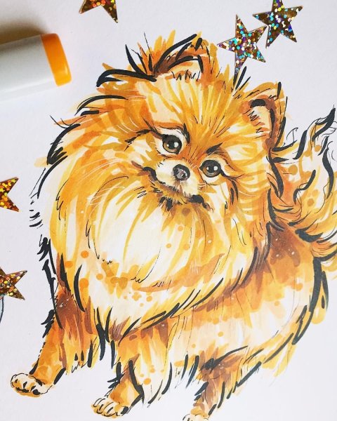 @Inky.Diary корги