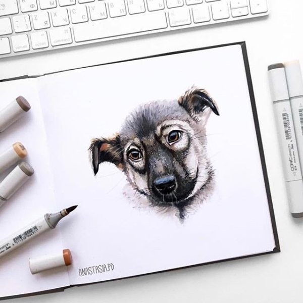 Собака маркерами