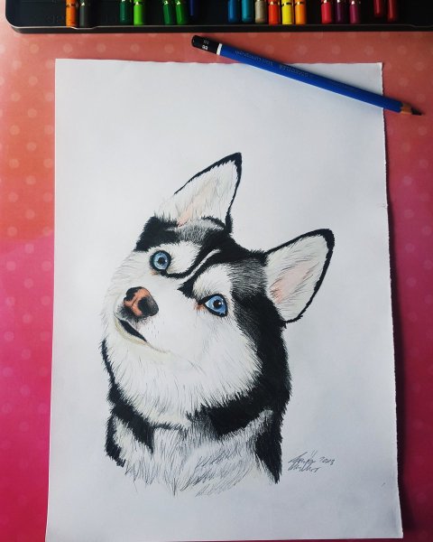 Рисунки собак фломастерами