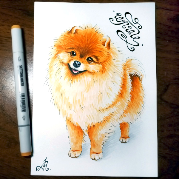 Скетчинг шпиц