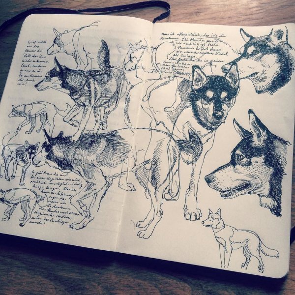 Собака в скетчбуке