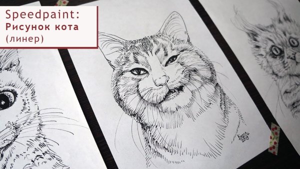Скетч линеры кот