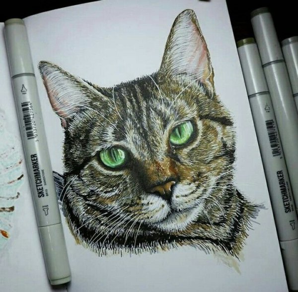 Кот рисунок маркерами