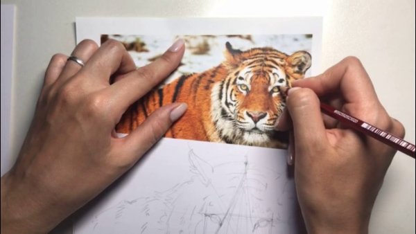 Тигр маркерами