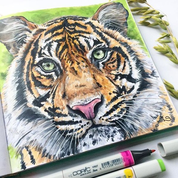 Рисунок тигра маркерами