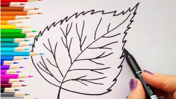 Скетчинг листья