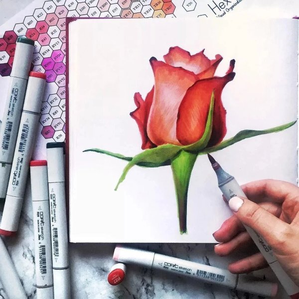 Роза маркерами для скетчинга для начинающих