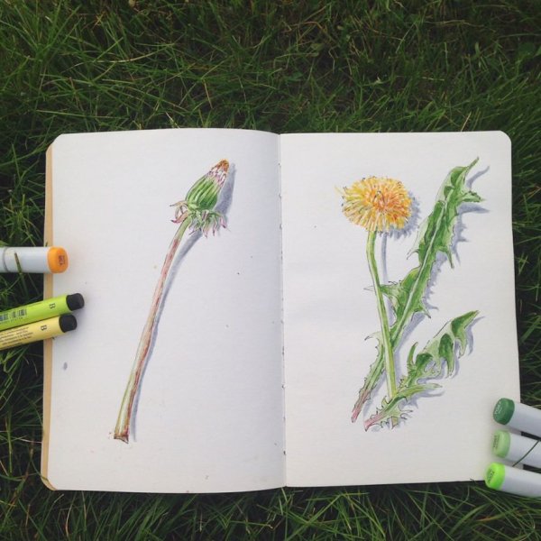 Одуванчик фломастером