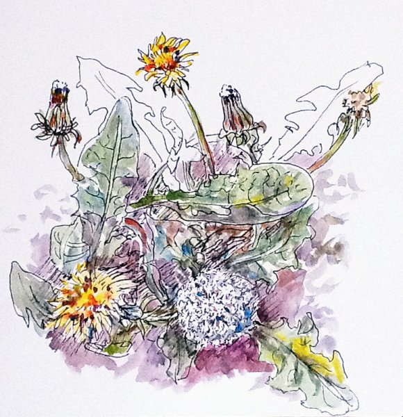 Скетчинг полевые цветы