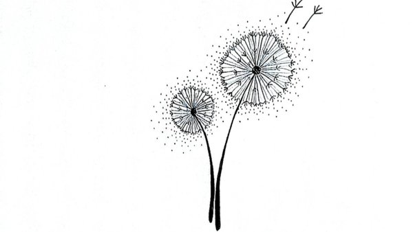 Одуванчик рисунок карандашом