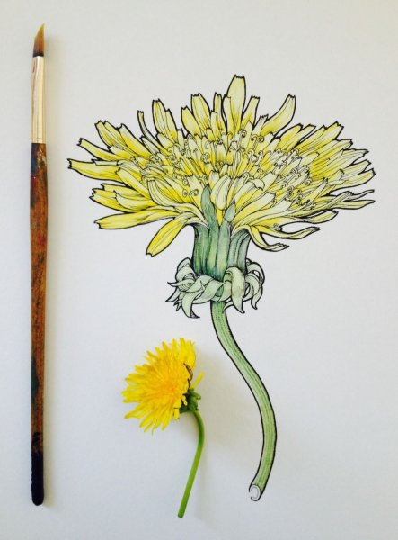 Ботаническая живопись одуванчик