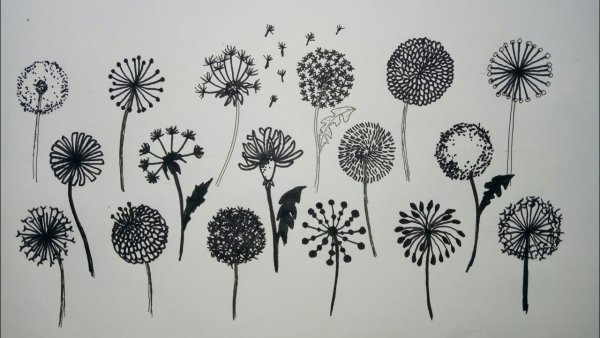 Одуванчик на черном фоне рисование