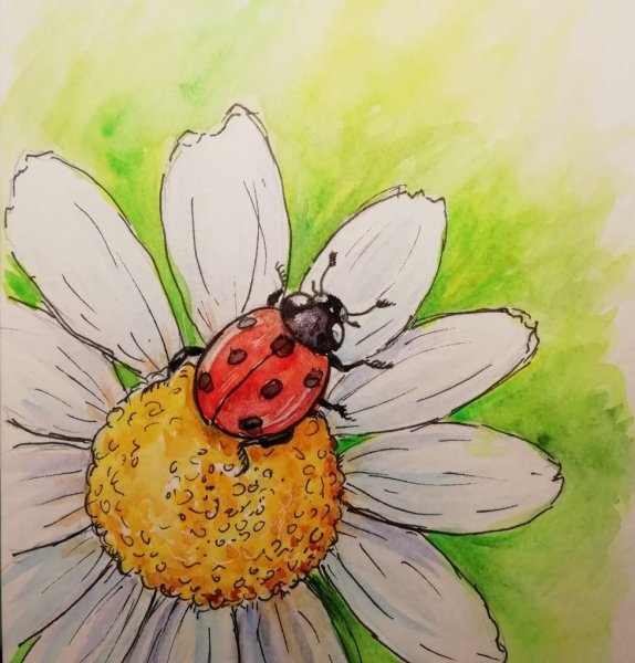 Рисование. «Божье коровка на ромашке»