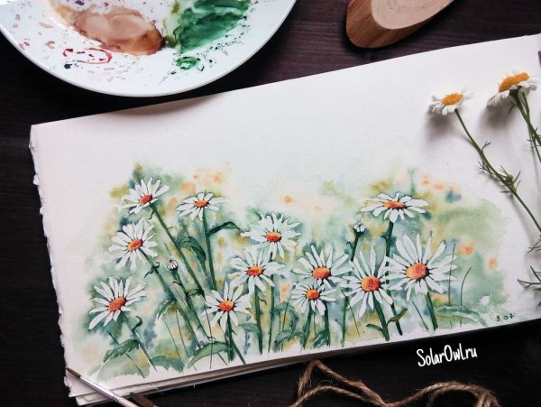 Скетч ромашки акварелью