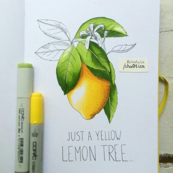 Авокадо скетч акварелью