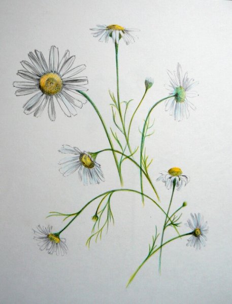 Ромашки фломастерами