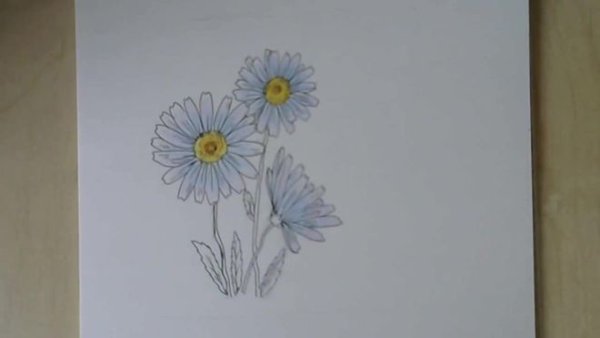 Ромашка для срисовки карандашом