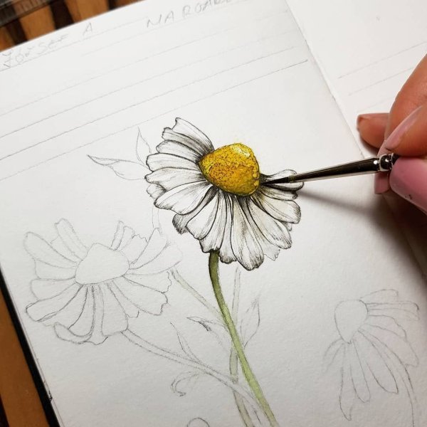 Букет ромашек карандашом