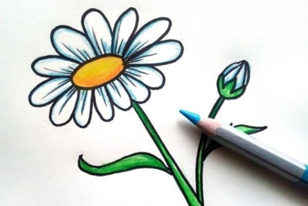 Уроки рисования ромашки