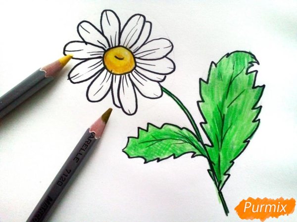 Рисование ромашек карандашом