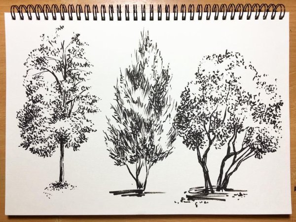 Дерево для рисования